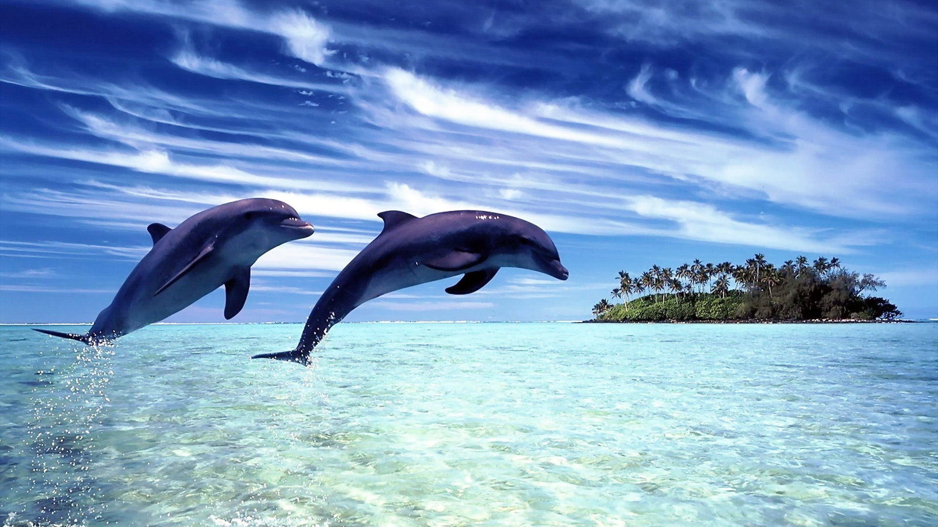 Радостные дельфины