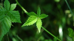 Зеленый листочек