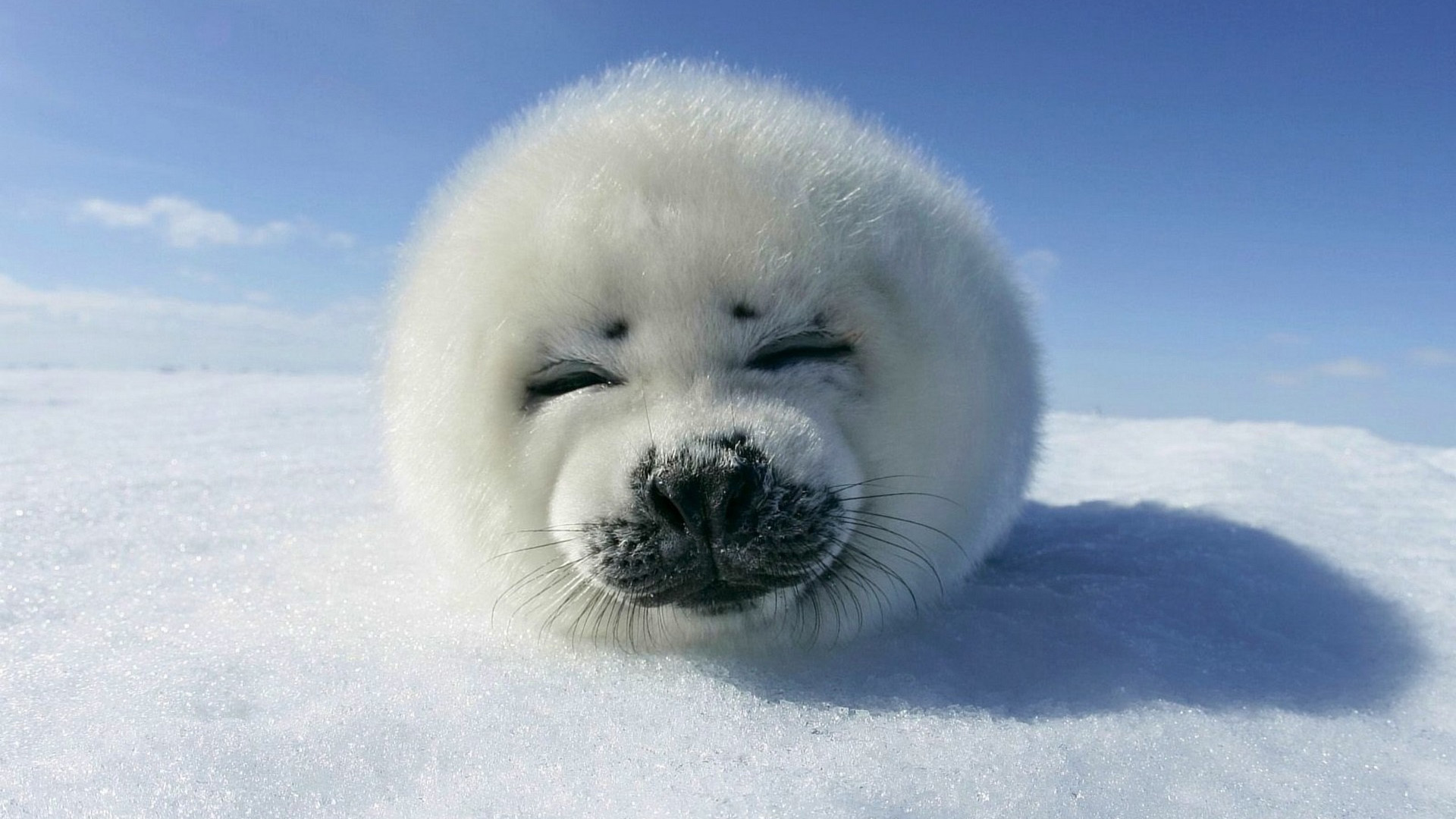Улыбающийся тюлень