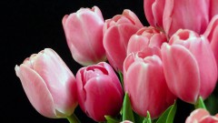 Тюльпаны