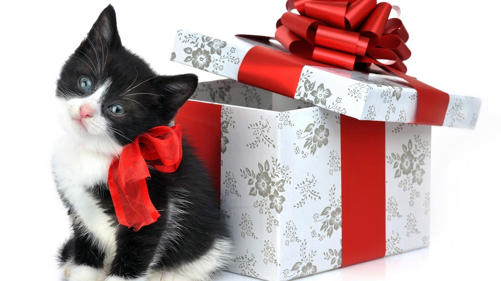 Котёнок с подарком