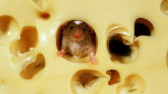 Мышка в сыре