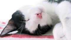 Спящая кошка
