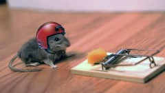 Мышка в шлеме