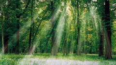 Солнечный лес