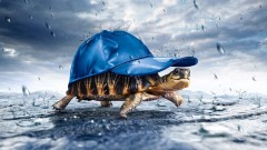 Черепашка в кепке